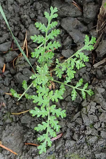 Phacelia tanacetifolia \ B�schelsch�n, Bienenfreund / Phacelia, D Mannheim 3.11.2025
