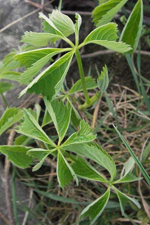 Parthenocissus inserta \ Wilder Wein / False Virginia Creeper, D Mannheim 24.4.2007