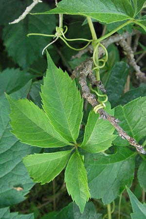 Parthenocissus inserta \ Wilder Wein / False Virginia Creeper, D Sandhausen 25.5.2007