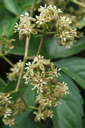 Parthenocissus inserta \ Wilder Wein / False Virginia Creeper, D Hassloch 18.6.2007