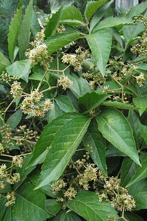 Parthenocissus inserta \ Wilder Wein / False Virginia Creeper, D Hassloch 18.6.2007