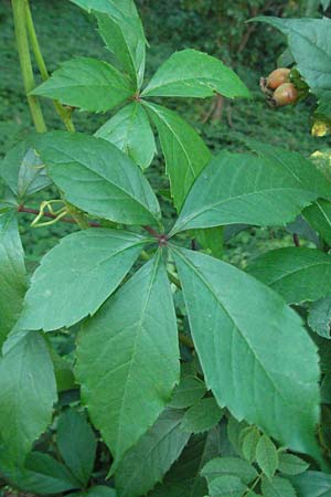 Parthenocissus inserta \ Wilder Wein / False Virginia Creeper, D Sandhausen 31.7.2007