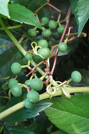 Parthenocissus inserta \ Wilder Wein / False Virginia Creeper, D Sandhausen 31.7.2007