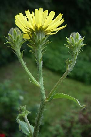 Picris hieracioides \ Gemeines Bitterkraut / Hawkweed Ox-Tongue, D Mannheim 9.7.2008