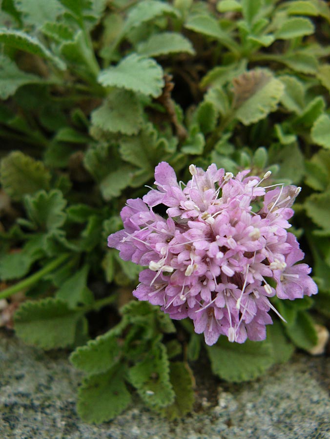 Pterocephalus pinardi \ Pinards Fl�gelkopf / Pinard's Scabious, D Botan. Gar.  Universit.  Mainz 13.9.2008