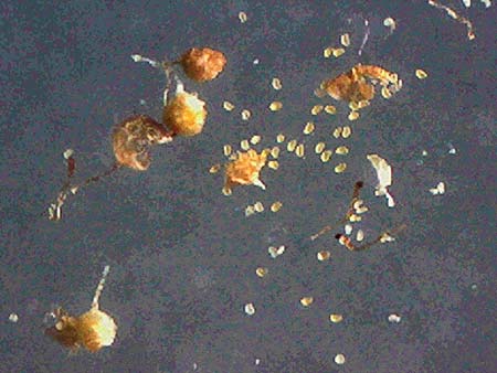 Polypodium interjectum \ Ges�gter T�pfelfarn / Intermediate Polypody, D Gimborn 11.4.2025