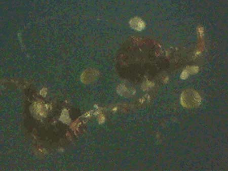 Polypodium interjectum \ Ges�gter T�pfelfarn / Intermediate Polypody, D Gimborn 11.4.2025