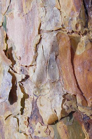 Pinus sylvestris \ Wald-Kiefer, F�hre / Scot's Pine, D Mannheim 8.3.2015