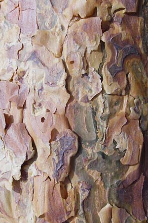 Pinus sylvestris \ Wald-Kiefer, F�hre / Scot's Pine, D Mannheim 8.3.2015