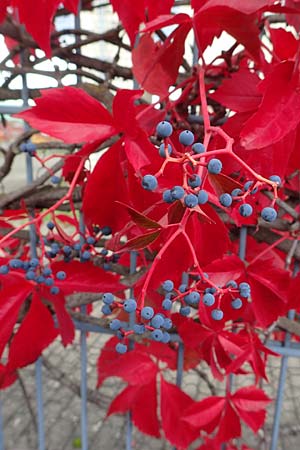 Parthenocissus inserta \ Wilder Wein / False Virginia Creeper, D Mannheim 20.9.2015