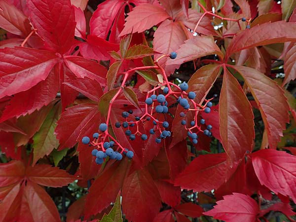Parthenocissus inserta \ Wilder Wein / False Virginia Creeper, D Mannheim 20.9.2015