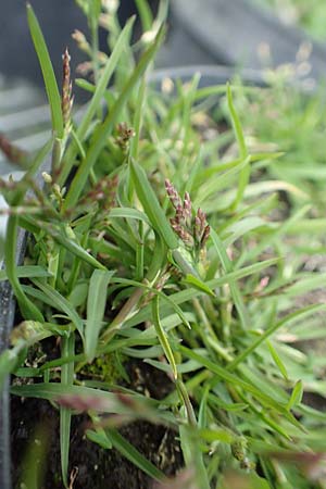Poa infirma \ Fr&uuml;hlings-Rispengras / Early Meadow Grass, Weak Blue Grass, D Mannheim 25.9.2017