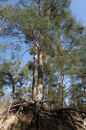 Pinus sylvestris \ Wald-Kiefer, F�hre / Scot's Pine, D Viernheim 11.4.2018