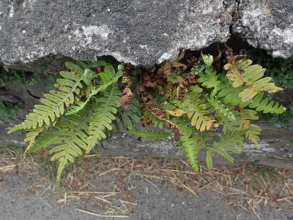 Polypodium interjectum \ Ges�gter T�pfelfarn / Intermediate Polypody, D Sprockh&ouml;vel-Scheven 23.5.2018