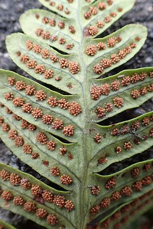 Polypodium interjectum \ Ges�gter T�pfelfarn / Intermediate Polypody, D Sprockh&ouml;vel-Scheven 23.5.2018