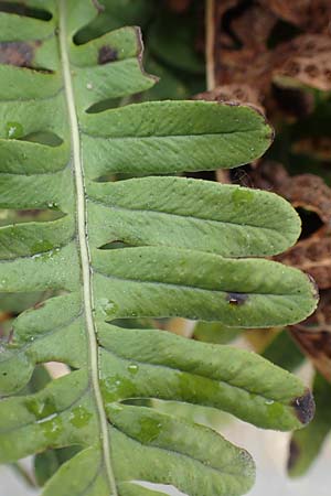 Polypodium interjectum \ Ges�gter T�pfelfarn / Intermediate Polypody, D Sprockh&ouml;vel-Scheven 23.5.2018