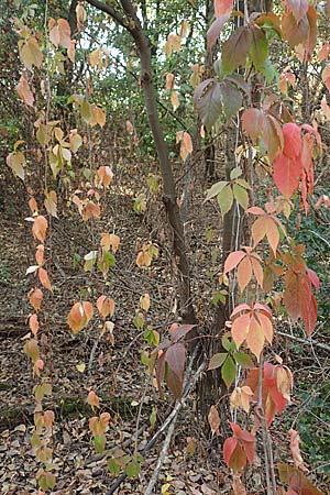 Parthenocissus inserta \ Wilder Wein / False Virginia Creeper, D Mannheim 11.10.2018