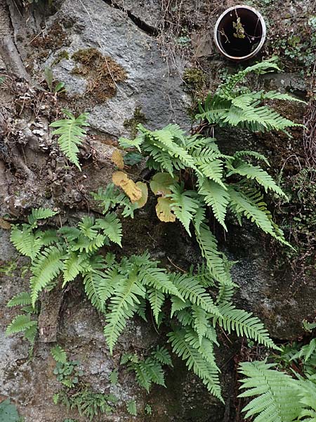 Polypodium interjectum \ Ges�gter T�pfelfarn / Intermediate Polypody, D Hemsbach 10.11.2018