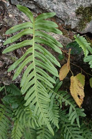 Polypodium interjectum \ Ges�gter T�pfelfarn / Intermediate Polypody, D Hemsbach 10.11.2018