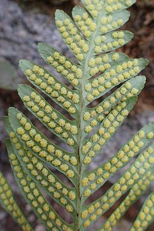 Polypodium interjectum \ Ges�gter T�pfelfarn / Intermediate Polypody, D Hemsbach 10.11.2018