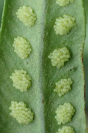 Polypodium interjectum \ Ges�gter T�pfelfarn / Intermediate Polypody, D Hemsbach 10.11.2018