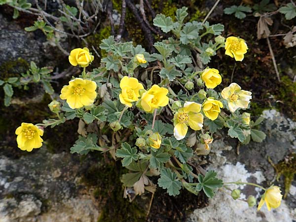 Potentilla incana \ Sand-Fingerkraut / Sand Cinquefoil, D Herxheim am Berg 11.4.2022