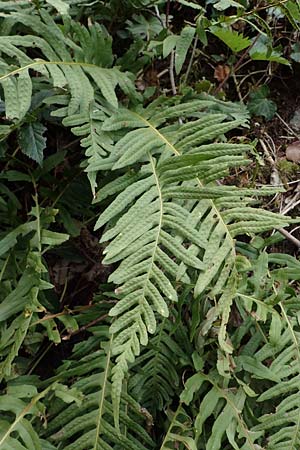 Polypodium interjectum \ Ges�gter T�pfelfarn / Intermediate Polypody, D Bensheim 29.4.2022