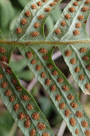 Polypodium interjectum \ Ges�gter T�pfelfarn / Intermediate Polypody, D Bensheim 29.4.2022