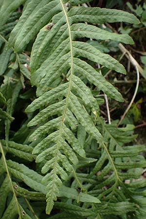 Polypodium interjectum \ Ges�gter T�pfelfarn / Intermediate Polypody, D Bensheim 29.4.2022