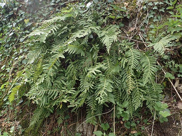 Polypodium interjectum \ Ges�gter T�pfelfarn / Intermediate Polypody, D Bensheim 29.4.2022
