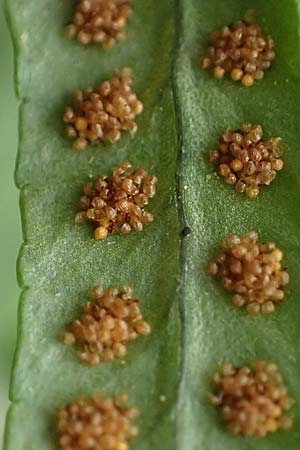 Polypodium interjectum \ Ges�gter T�pfelfarn / Intermediate Polypody, D Bensheim 29.4.2022