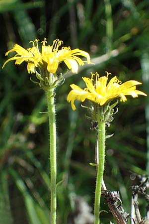 Picris hieracioides \ Gemeines Bitterkraut / Hawkweed Ox-Tongue, D Mannheim 22.10.2022