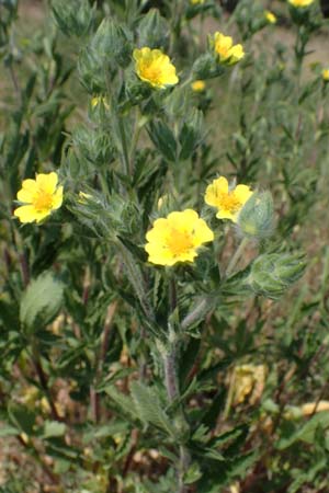 Potentilla inclinata \ Graues Fingerkraut / Grey Cinquefoil, D Viernheim 5.6.2023
