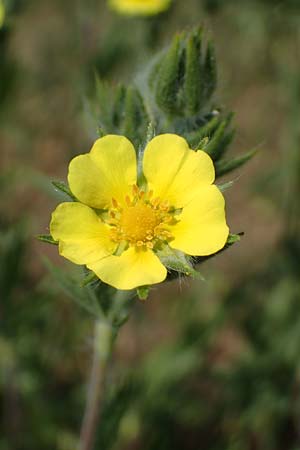 Potentilla inclinata \ Graues Fingerkraut / Grey Cinquefoil, D Viernheim 5.6.2023