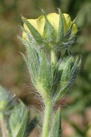 Potentilla inclinata \ Graues Fingerkraut / Grey Cinquefoil, D Viernheim 5.6.2023