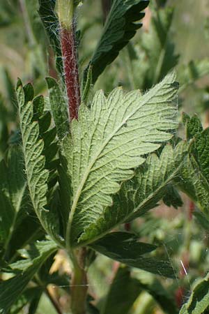 Potentilla inclinata \ Graues Fingerkraut / Grey Cinquefoil, D Viernheim 5.6.2023