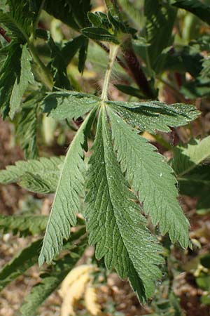 Potentilla inclinata \ Graues Fingerkraut / Grey Cinquefoil, D Viernheim 5.6.2023