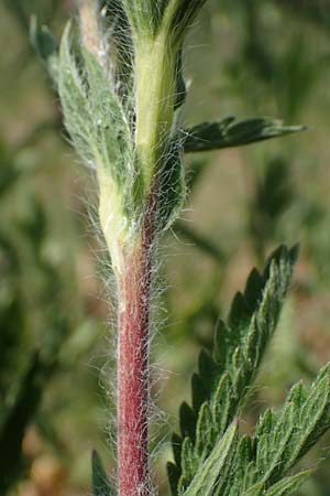 Potentilla inclinata \ Graues Fingerkraut / Grey Cinquefoil, D Viernheim 5.6.2023