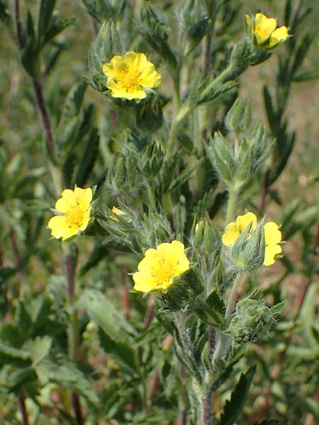Potentilla inclinata \ Graues Fingerkraut / Grey Cinquefoil, D Viernheim 5.6.2023