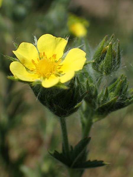 Potentilla inclinata \ Graues Fingerkraut / Grey Cinquefoil, D Viernheim 5.6.2023