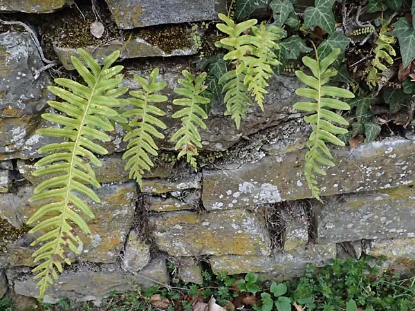 Polypodium interjectum \ Ges�gter T�pfelfarn / Intermediate Polypody, D Gimborn 11.4.2025