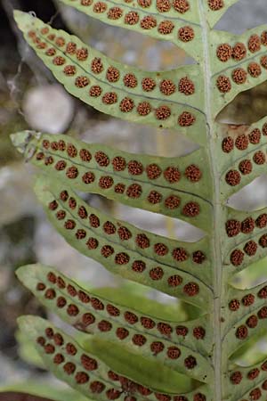 Polypodium interjectum \ Ges�gter T�pfelfarn / Intermediate Polypody, D Gimborn 11.4.2025