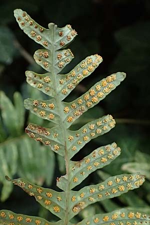 Polypodium interjectum \ Ges�gter T�pfelfarn / Intermediate Polypody, D Gimborn 11.4.2025