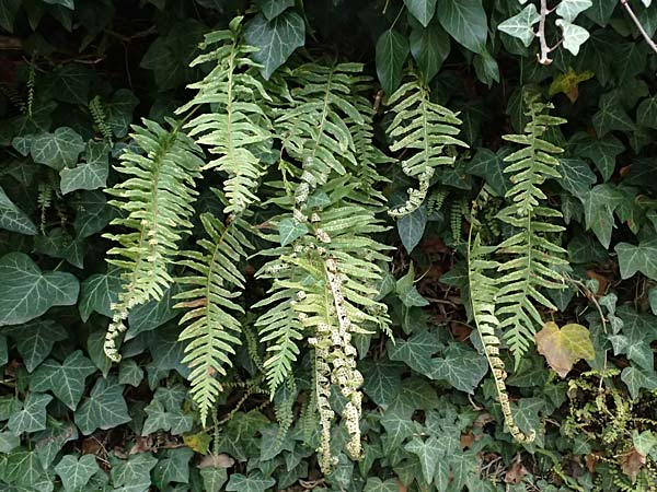 Polypodium interjectum \ Ges�gter T�pfelfarn / Intermediate Polypody, D Gimborn 11.4.2025