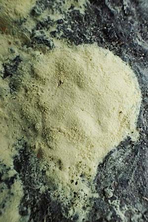 Pinus sylvestris \ Wald-Kiefer, F�hre / Scot's Pine, D Heusenstamm 4.5.2025