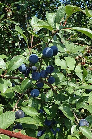 Prunus domestica subsp. insititia \ Haferpflaume, Krieche / Damson, D Otzberg 16.8.2025