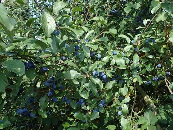 Prunus domestica subsp. insititia \ Haferpflaume, Krieche / Damson, D Otzberg 16.8.2025