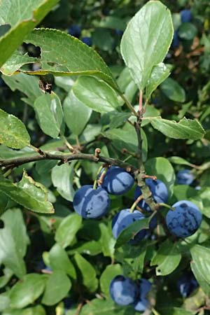 Prunus domestica subsp. insititia \ Haferpflaume, Krieche / Damson, D Otzberg 16.8.2025