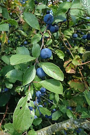 Prunus domestica subsp. insititia \ Haferpflaume, Krieche / Damson, D Otzberg 16.8.2025