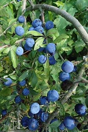 Prunus domestica subsp. insititia \ Haferpflaume, Krieche / Damson, D Otzberg 16.8.2025